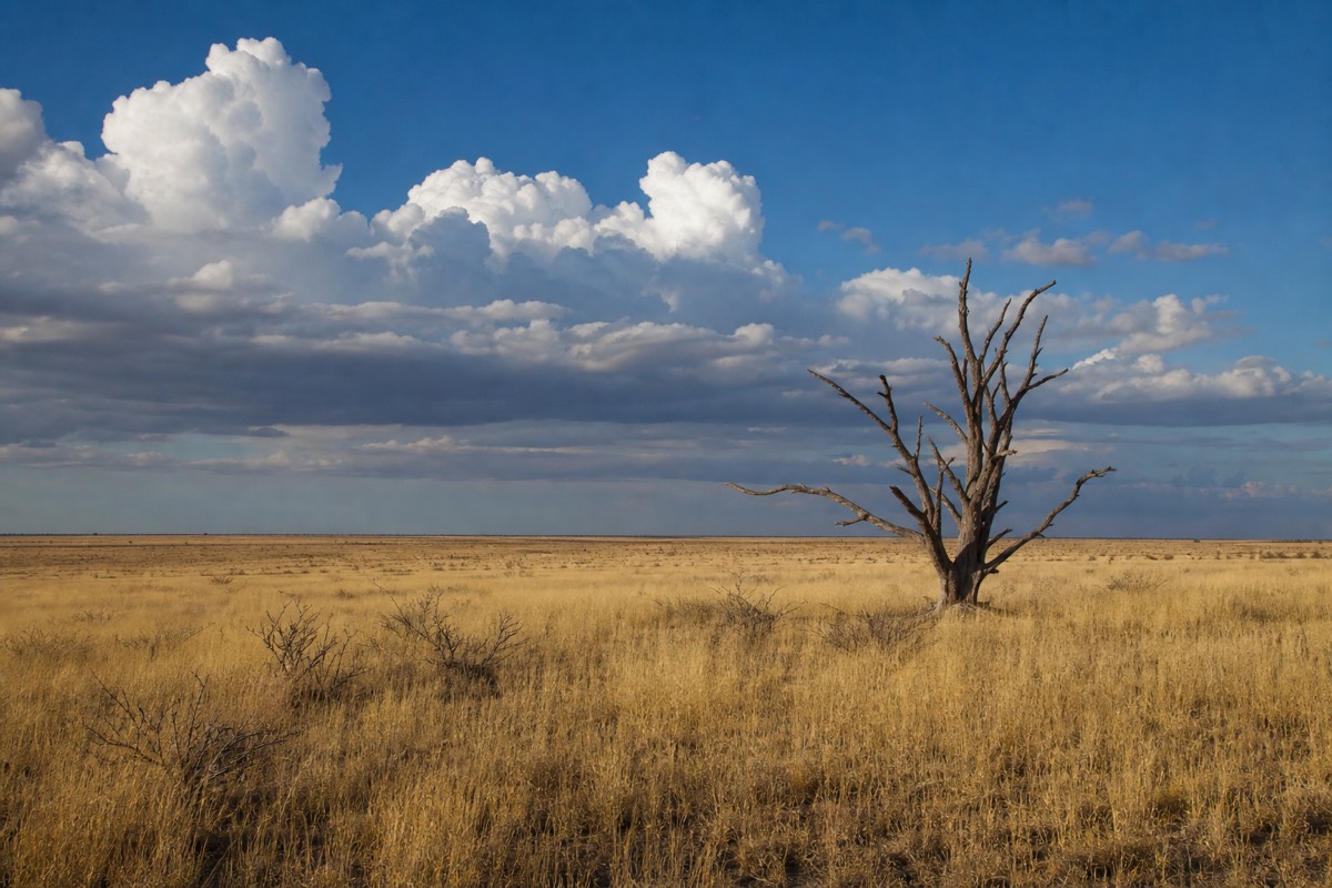 Open Kalahari grassland after summer rain with scattered acacia and a wide flat horizon