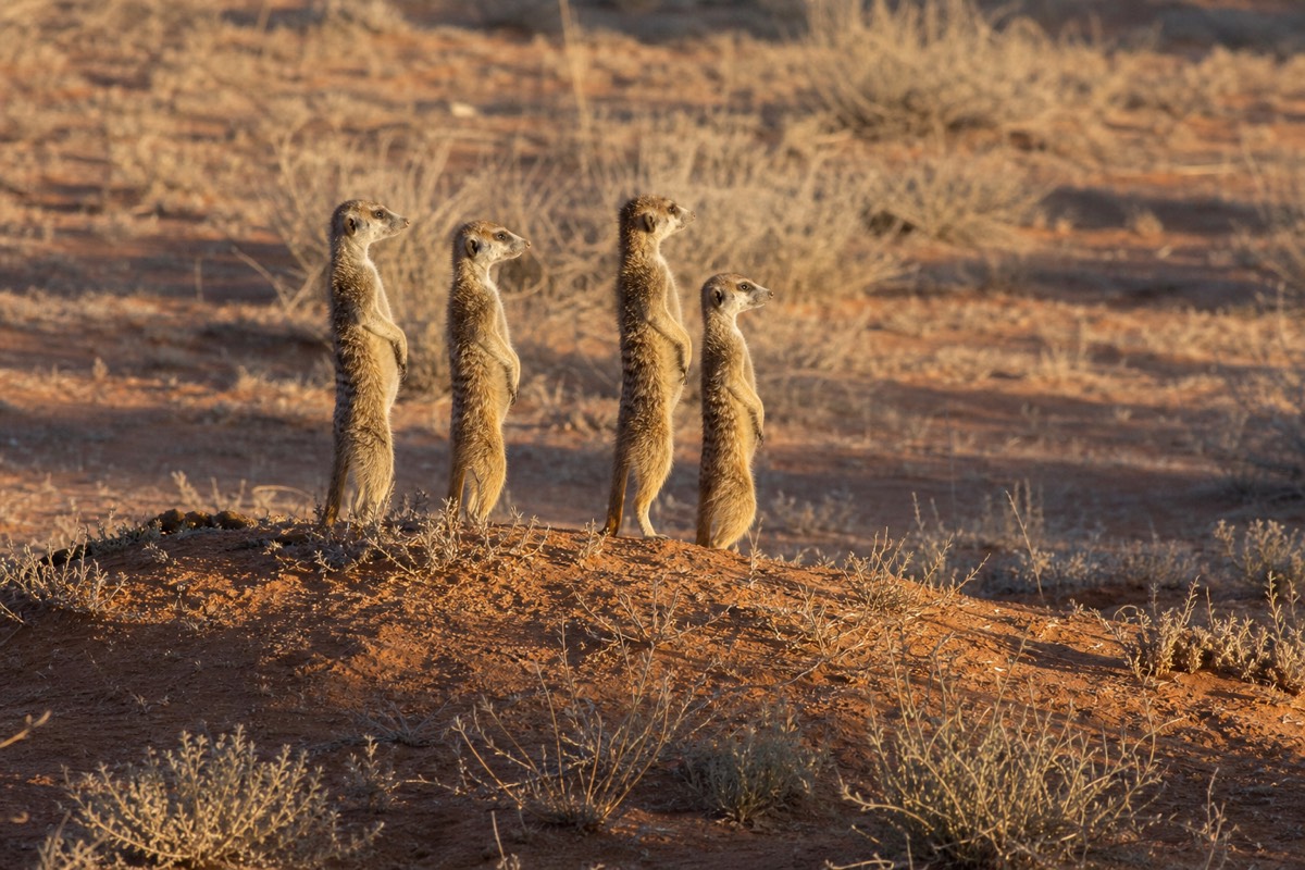 Open grassland in the Central Kalahari Game Reserve