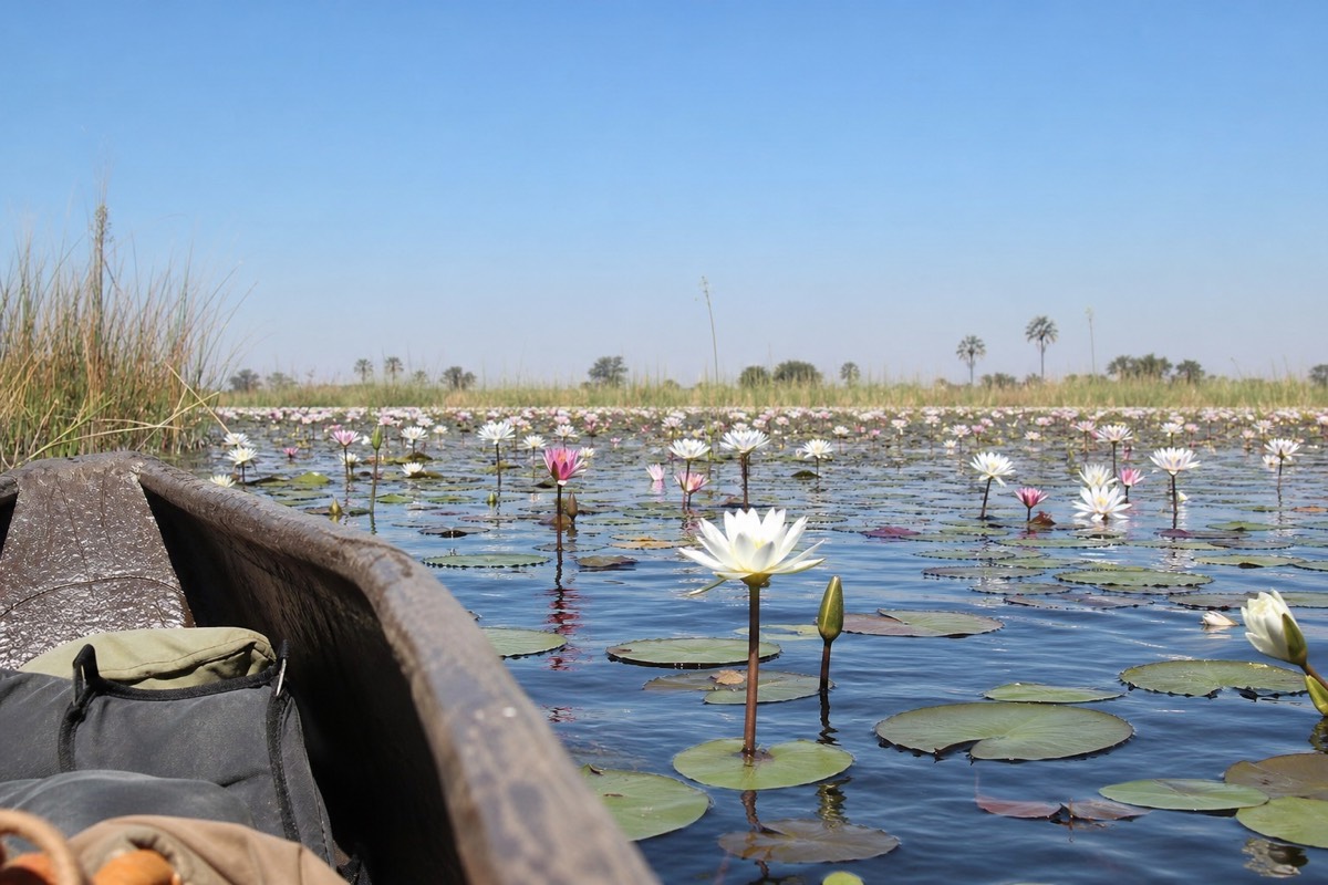 A poler steering a mokoro along a papyrus channel in the Okavango Delta