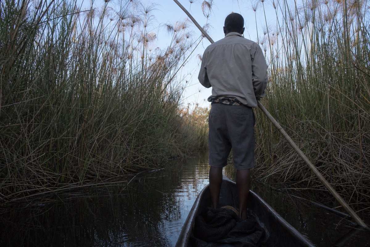 A poler steering a mokoro along a papyrus channel in the Okavango Delta