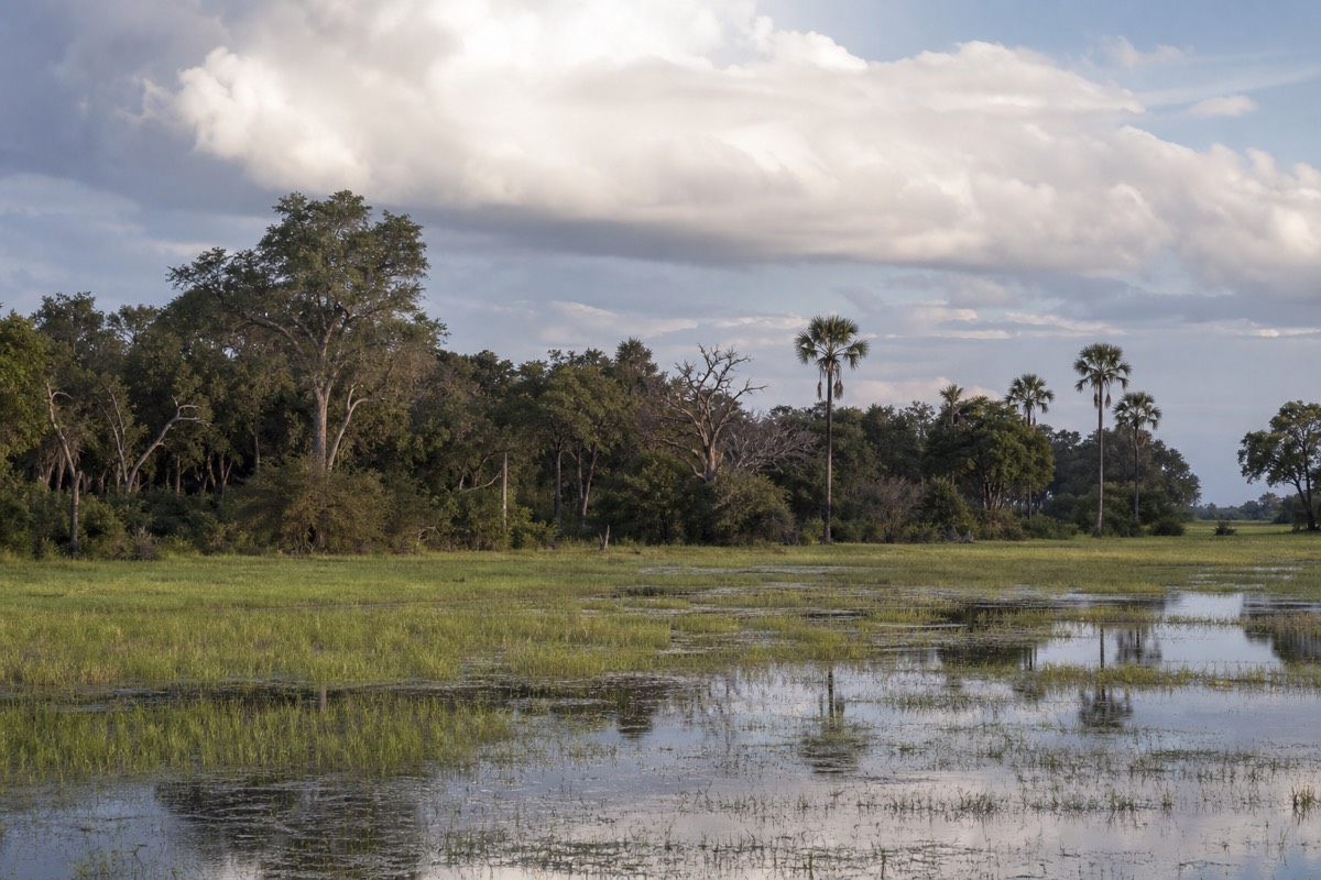 Flooded grassland in Moremi Game Reserve