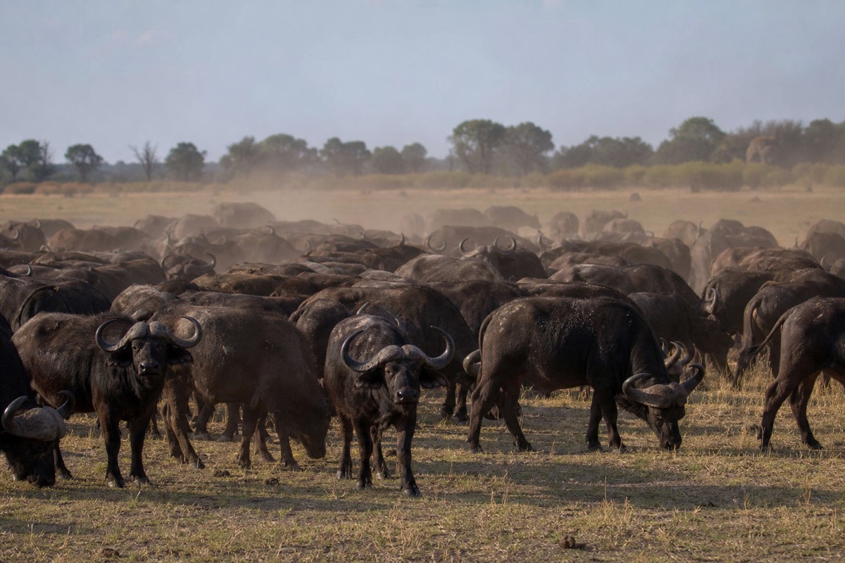 The Okavango Delta in northern Botswana