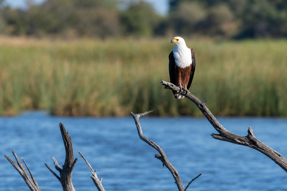An African fish eagle above a delta lagoon