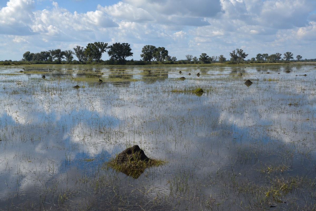 Wide flooded channels and green floodplains at peak high water in the Okavango Delta, Botswana