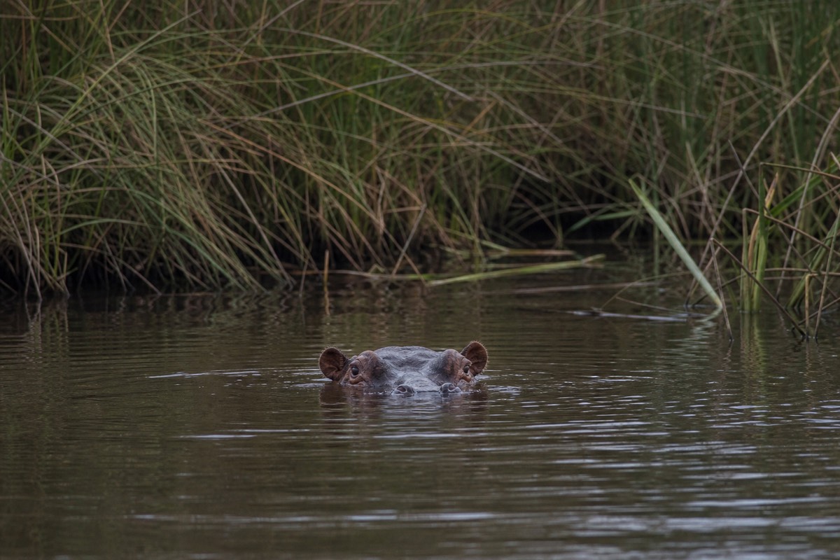 A hippo watching from a papyrus-lined channel in the Okavango Delta at low water