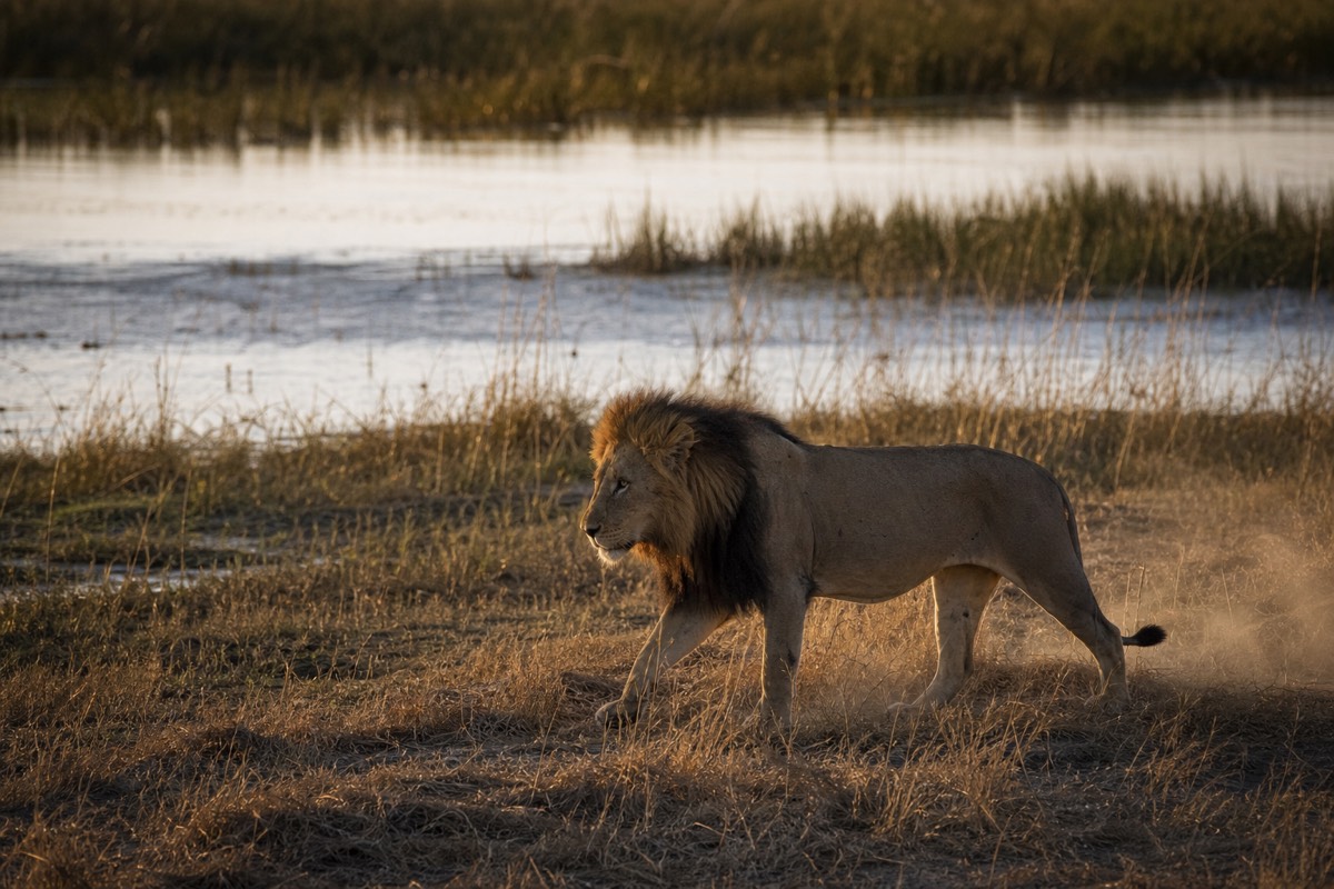 A lion on the edge of an Okavango floodplain at dusk