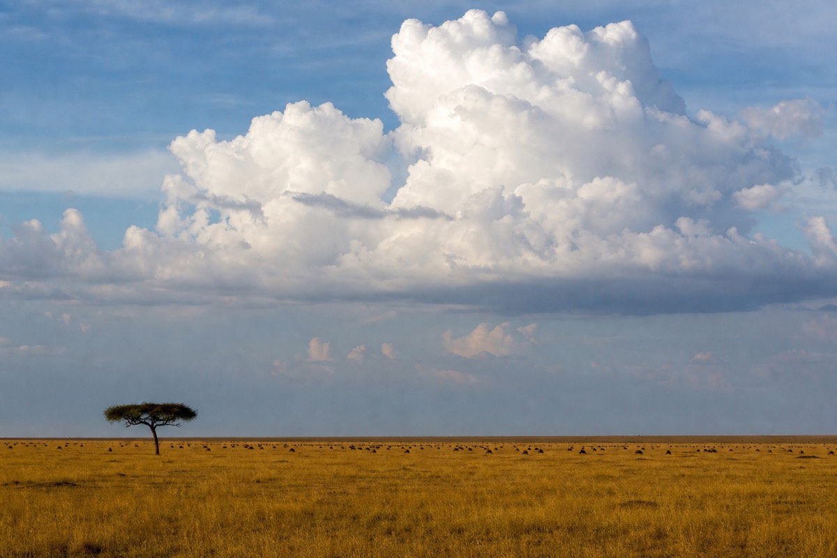 Wide open grass plains of the Serengeti in Tanzania with scattered herds under a high sky
