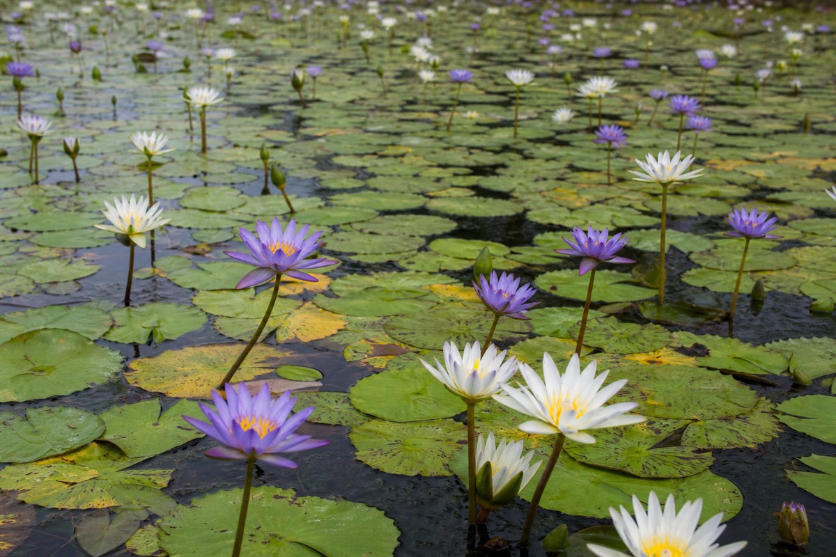 The Okavango Delta in northern Botswana
