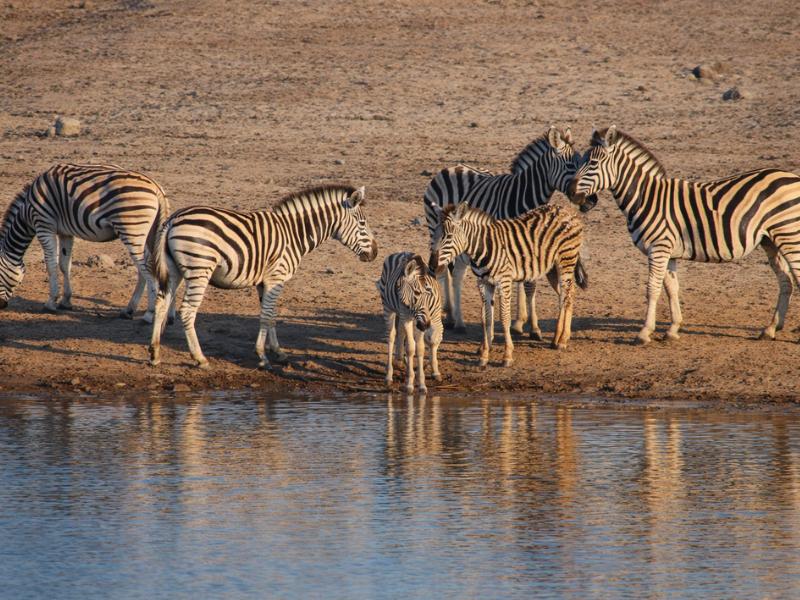 Best 15-Day Namibia-Zimbabwe Guided Lodge Tour – Wildlife & Falls