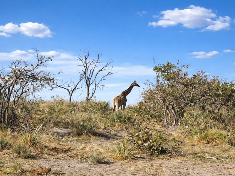 Okavango Delta 2-Night Mokoro Wild Camping Safari – Fully All-Inclusive