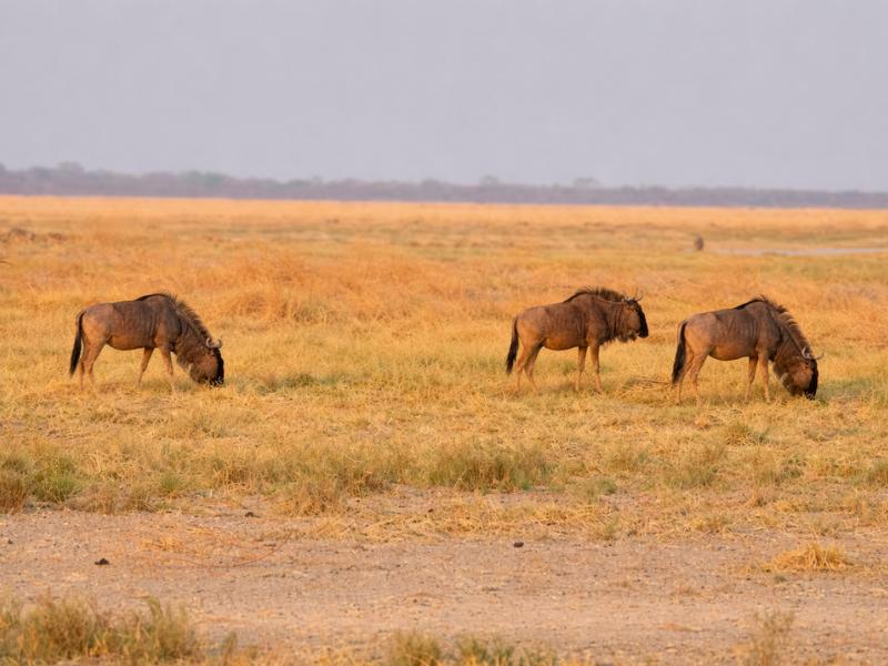 Victoria Falls to Okavango via Chobe – Zimbabwe & Botswana Safari